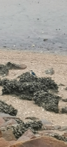 Collared Kingfisher