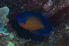 Centropyge bispinosa