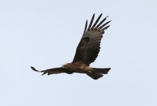 Square-tailed Kite