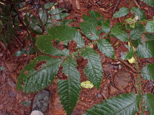 Davidsonia pruriens, photograph 6