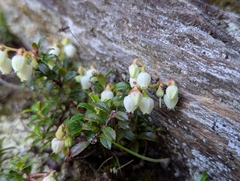 Gaultheria borneensis