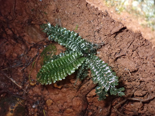Cephalomanes atrovirens observed 2026-08-01
