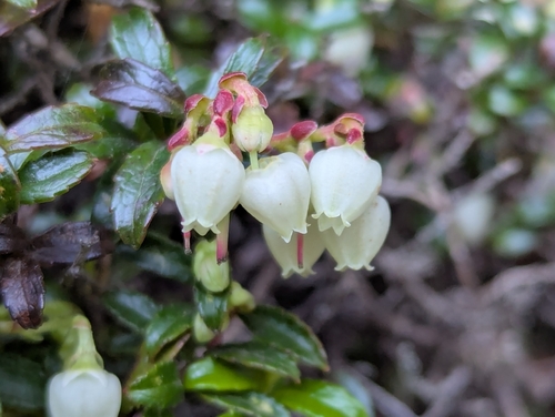 Gaultheria borneensis, photograph 1