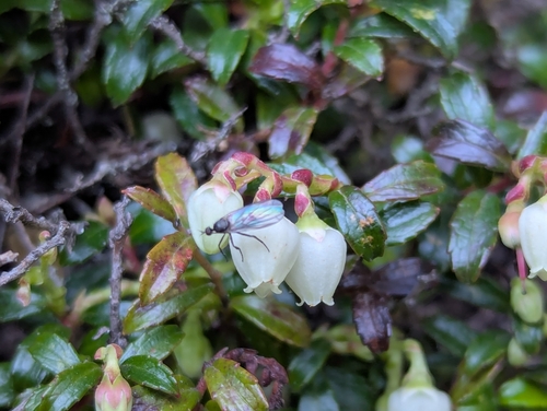 Gaultheria borneensis, photograph 2