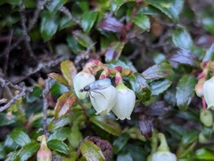Gaultheria borneensis, photograph (c) jengru, some rights reserved (CC BY-SA)