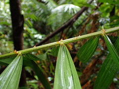 Calamus australis, photograph (c) Neal Kelso, some rights reserved (CC BY)