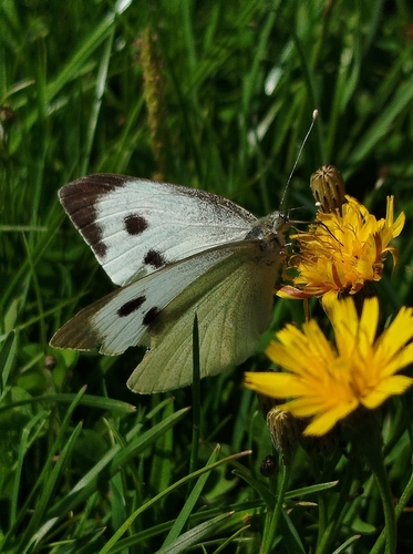 Large White