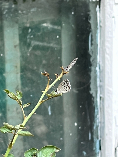 Tongeia filicaudis