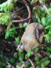 Eurygaster austriaca