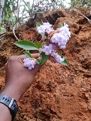Strobilanthes kunthiana