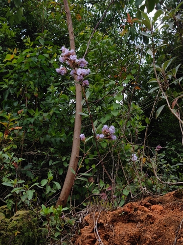 Strobilanthes kunthiana, photograph 2