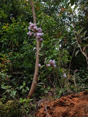 author not stated, no rights reserved Strobilanthes kunthiana, photograph author not stated, no rights reserved