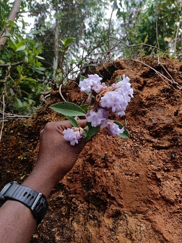 Strobilanthes kunthiana, photograph 3