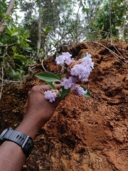 author not stated, no rights reserved Strobilanthes kunthiana, photograph author not stated, no rights reserved