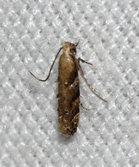 Coleotechnites australis