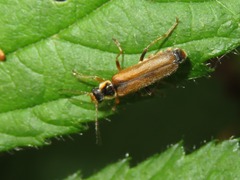 Cantharis decipiens
