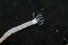 Image of Synaptula reticulata