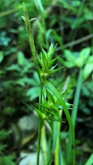 Carex lonchocarpa