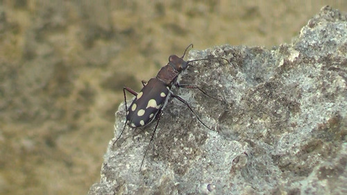 Calomera aphrodisia panormitana