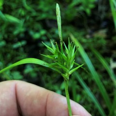 Carex lonchocarpa