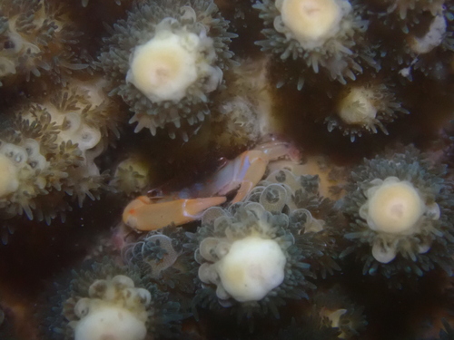 Tetralia glaberrima observed 2026-08-02