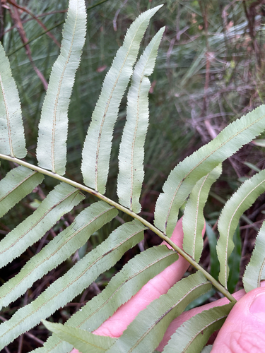 Telmatoblechnum indicum, photograph 3