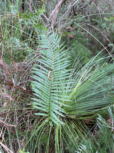 Telmatoblechnum indicum, photograph 2