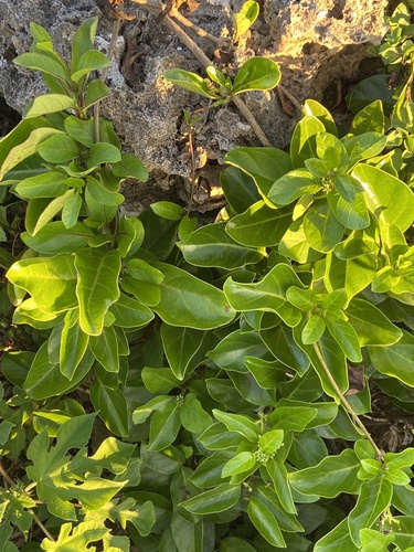 Parsonsia alboflavescens observed 2026-08-02