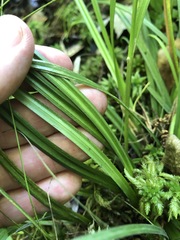 Carex lonchocarpa