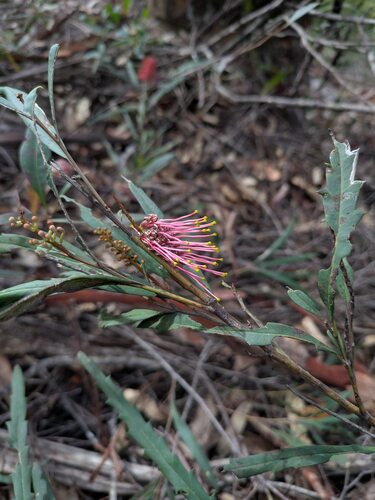 Grevillea longifolia, photograph 2