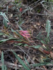 Grevillea longifolia, photograph (c) Hayden Jones, some rights reserved (CC BY)