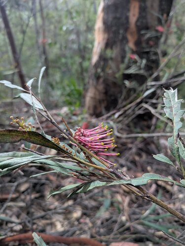 Grevillea longifolia, photograph 3