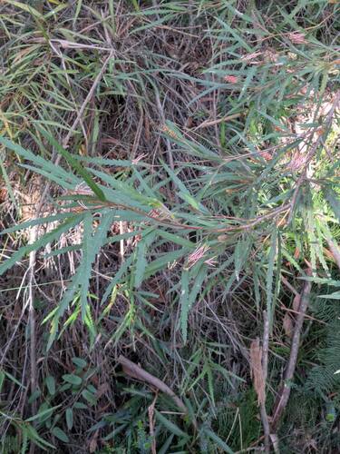 Grevillea longifolia, photograph 4