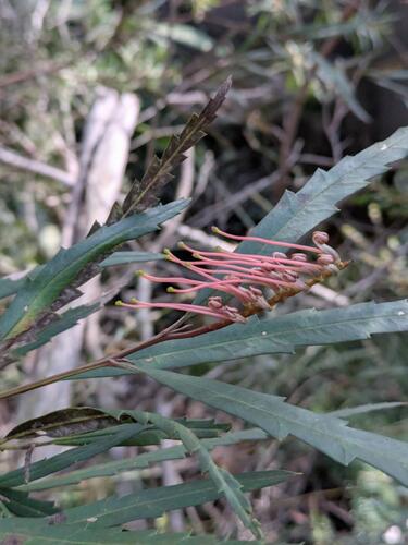 Grevillea longifolia, photograph 5