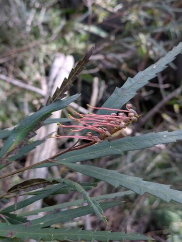 Grevillea longifolia, photograph 6