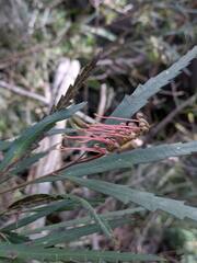 Grevillea longifolia, photograph (c) Hayden Jones, some rights reserved (CC BY)