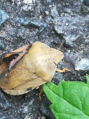 Eurygaster austriaca