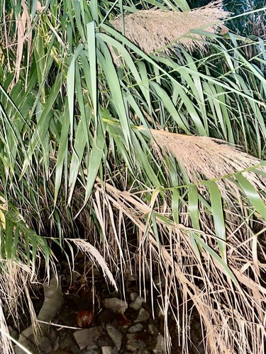 giant reed