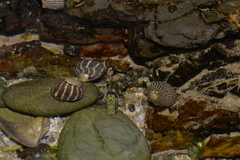 Istiblennius edentulus