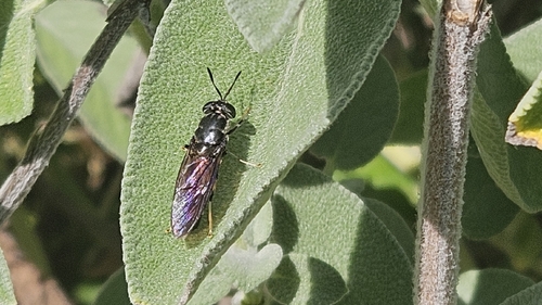 Black Soldier Fly