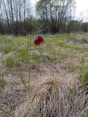 Fritillaria meleagroides