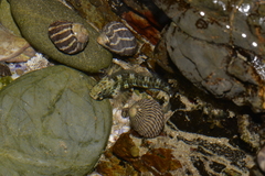 Istiblennius edentulus