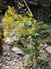 Isatis tinctoria, photograph (c) xulescu_g, some rights reserved (CC BY-SA)