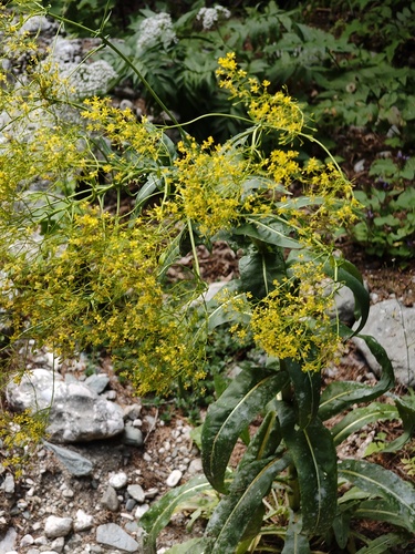 Isatis tinctoria, photograph 6