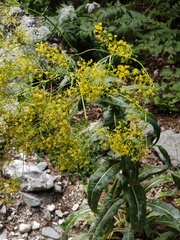 Isatis tinctoria, photograph (c) xulescu_g, some rights reserved (CC BY-SA)