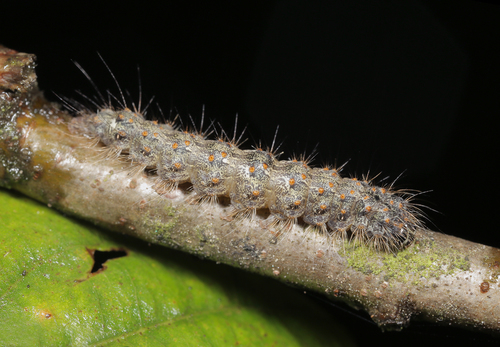 Red-necked Footman