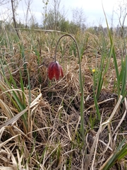 Fritillaria meleagroides