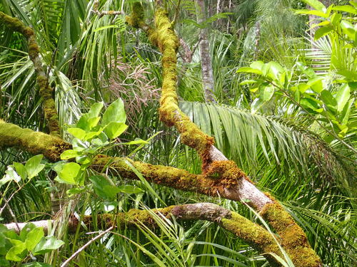 Macromitrium fuscescens observed 2026-08-02