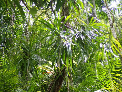 Freycinetia reineckei observed 2026-08-02