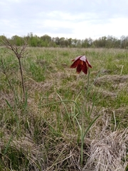 Fritillaria meleagroides
